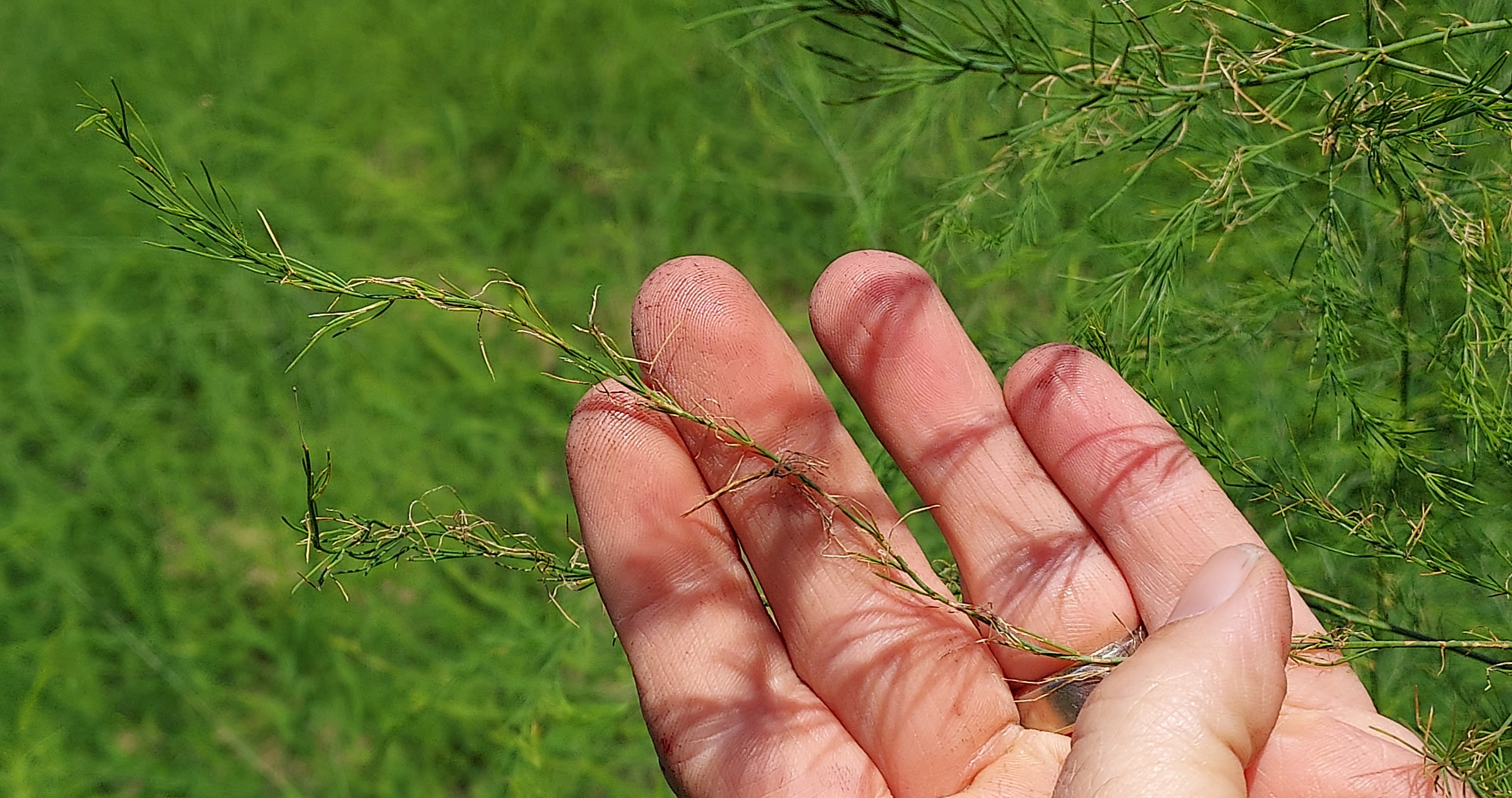 Grayish asparagus fern